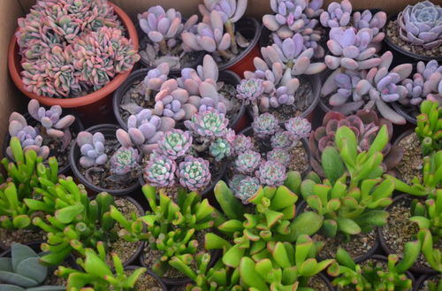 迎春花卉与家电同台绽放 国际商品展人头攒动闹新春