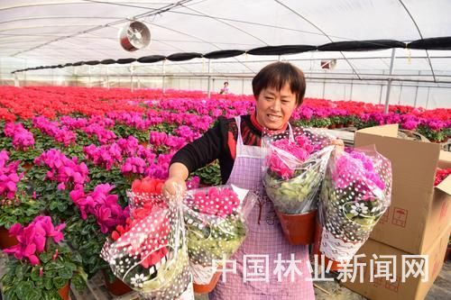 迎春鲜花市场俏销，家具市场借势回暖