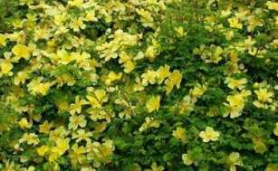 溢芳花卉园 绿化种苗与创新科技的结合